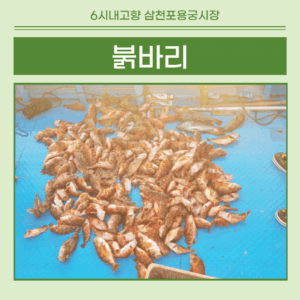 6시내고향 삼천포용궁수산시장 능성어 택배 주문 완벽 가이 4 6시내고향 삼천포용궁수산시장 붉바리 썸네일