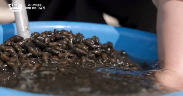당골집 복어 54년 비밀 레시피! 부산 최고 복어 맛집 대공개 3 당골집 다슬기