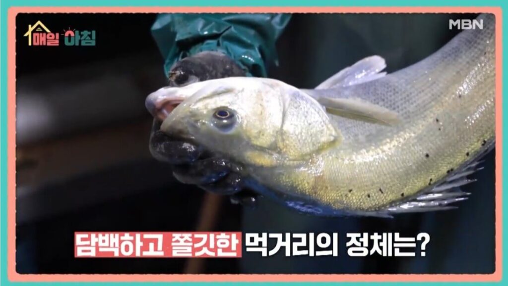 매일아침 농어로 유명한 화성 거시기수산의 전국밥상자랑 2 방금 잡아 올린 매일아침 농어