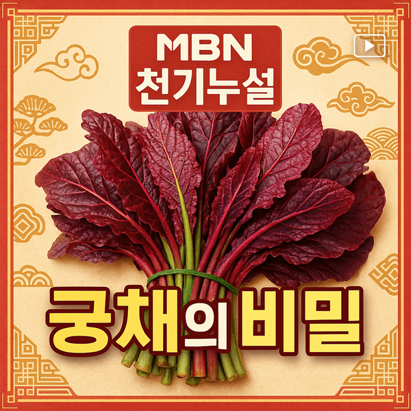 MBN 천기누설에서 화제가 된 천기누설 궁채의 놀라운 효능 2 천기누설 궁채