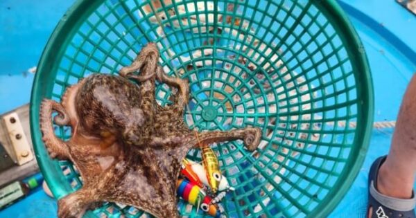 6시내고향 영해만세시장 피문어 완전 정복! 가격부터 택배 주문까지 한 번에 해결 4 매일아침 남해 돌문어 썸네일