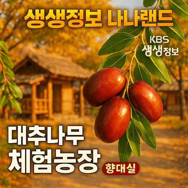 생생정보 나나랜드 대추나무체험농장 향대실 완벽 가이드 대추나무 행복 열렸네 2 생생정보 나나랜드 대추나무체험농장