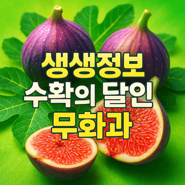 생생정보 수확의 달인 무화과 행복한 무화과 완벽 가이드 2025 2 생생정보 수확의 달인 무화과