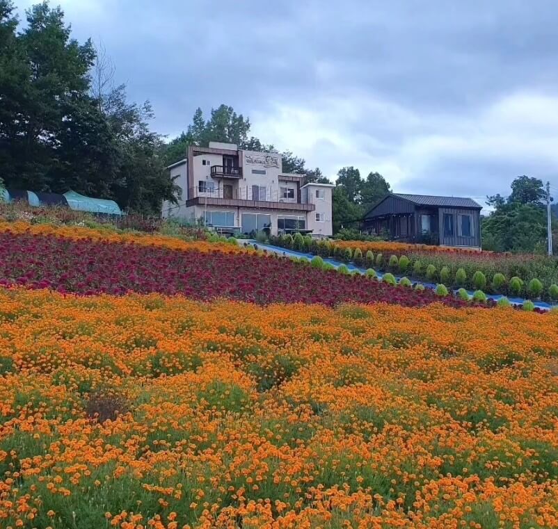 오늘N 대한민국보물정원 청송 부부정원 꽃차명인 자연농법으로 키운 20여 종 꽃차의 비밀 2 오늘N 대한민국보물정원 청송 부부정원 꽃차명인