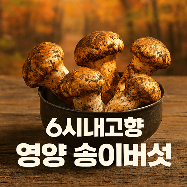 6시내고향 고향투어 영양 송이버섯, 이 가격에 이 품질이? 2 6시내고향 고향투어 영양 송이버섯 썸네일