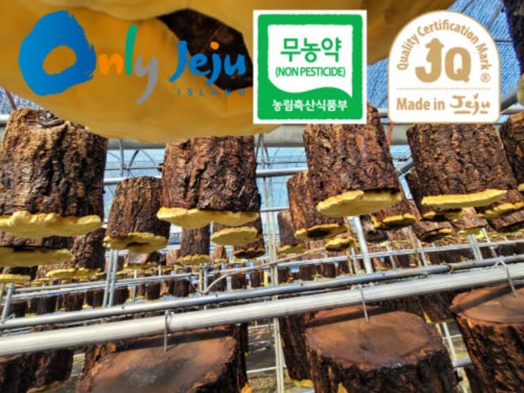 6시내고향 서귀포 표선 상황버섯 제주 직송! 방송 그 맛 그대로 2 6시내고향 서귀포 표선 상황버섯 썸네일