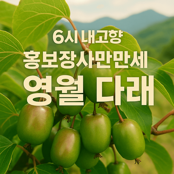 6시내고향 홍보장사만만세 영월 다래 특집! 강원도 청정 자연의 달콤함 2 6시내고향 홍보장사만만세 영월 다래 썸네일