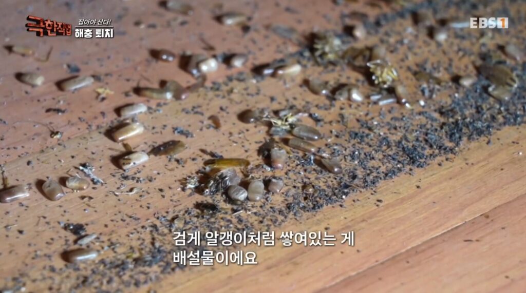 극한직업 해충퇴치업체 비교 분석 - 서울 추천 업체 2 극한직업 해충퇴치업체 바퀴벌레알
