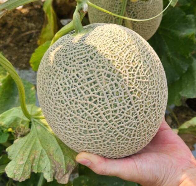 동네한바퀴 공주 청년농부 멜론 귀농 성공기 2 동네한바퀴 공주 청년농부 멜론 재배하는 모습