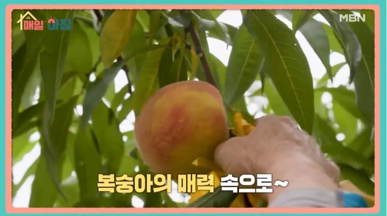 매일아침 복숭아농장의 복숭아