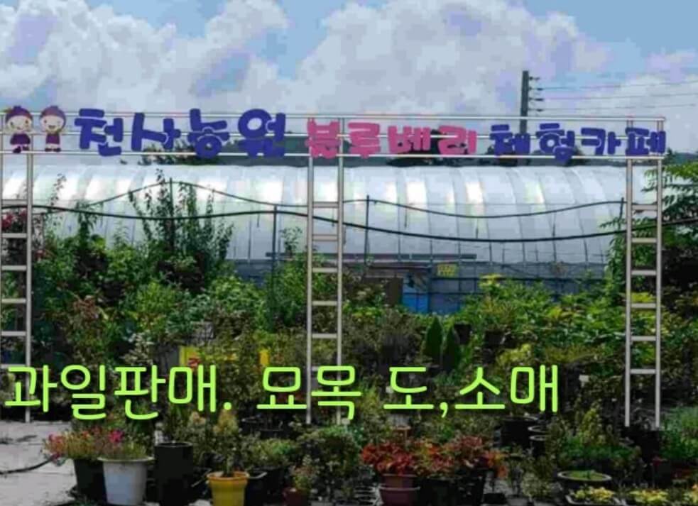생방송오늘아침 시골에서 돈을 벌다 블루베리농장, 7년 만에 찾은 성공 비결은? 2 생방송오늘아침 시골에서 돈을 벌다 블루베리농장