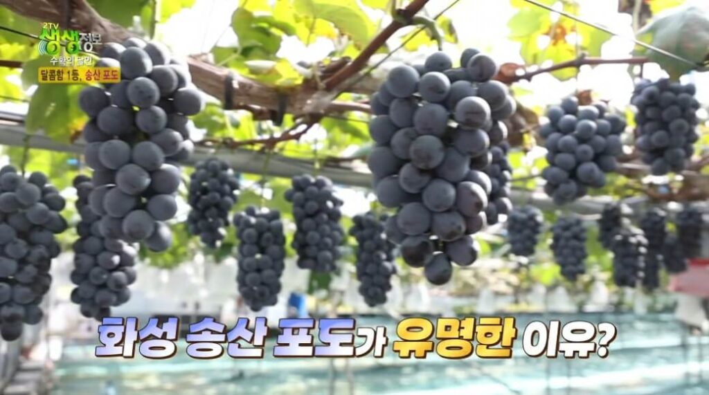 생생정보스페셜 송산포도 수확의 달인이 재배하는 송산 포도