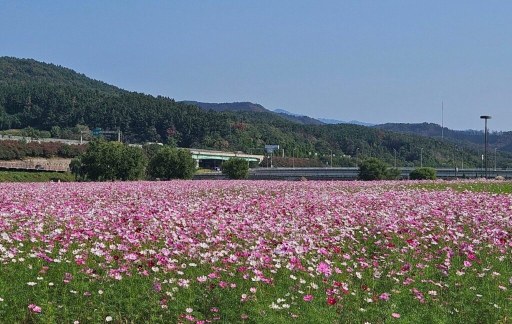 6시내고향 고향투어 대구 코스모스 정원 전경