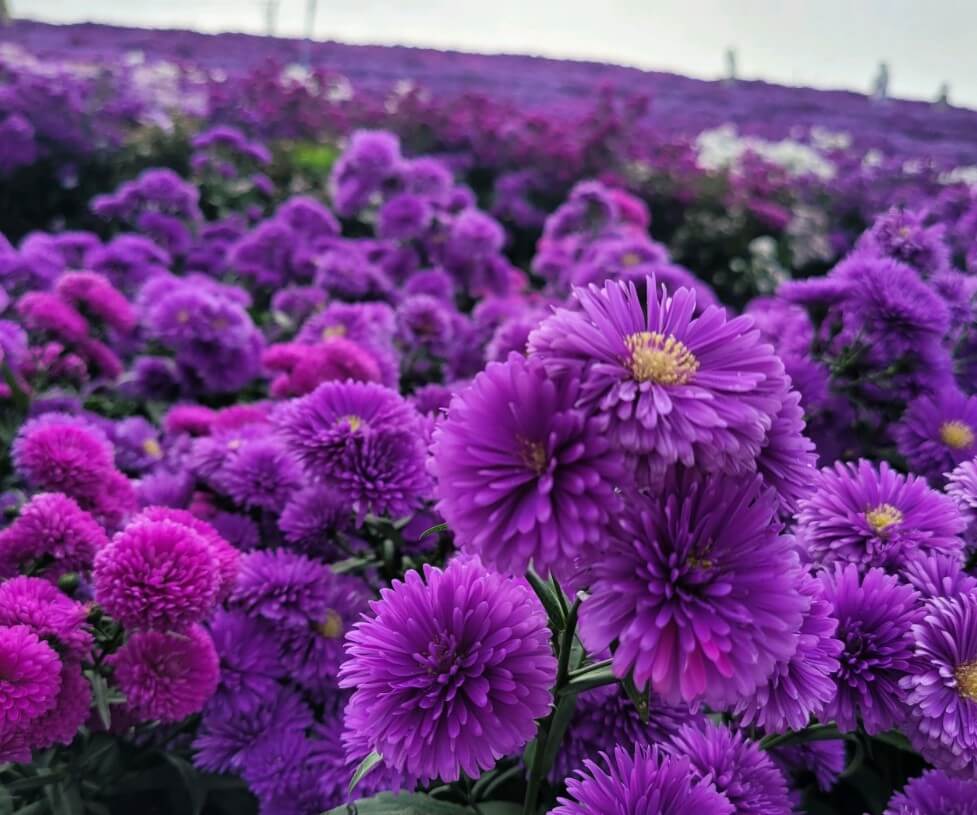 가까이서 본 생생정보 미스터리 거창 보라색 아스타국화