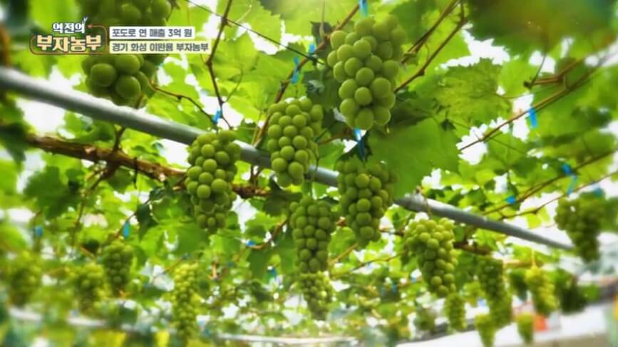 역전의 부자농부 샤인머스캣농장의 포도모습