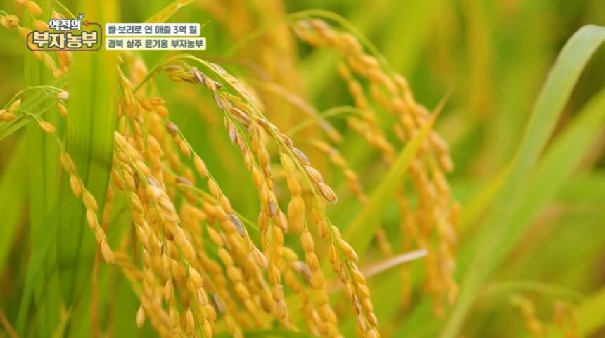 역전의 부자농부 쌀부자농부 조생종쌀