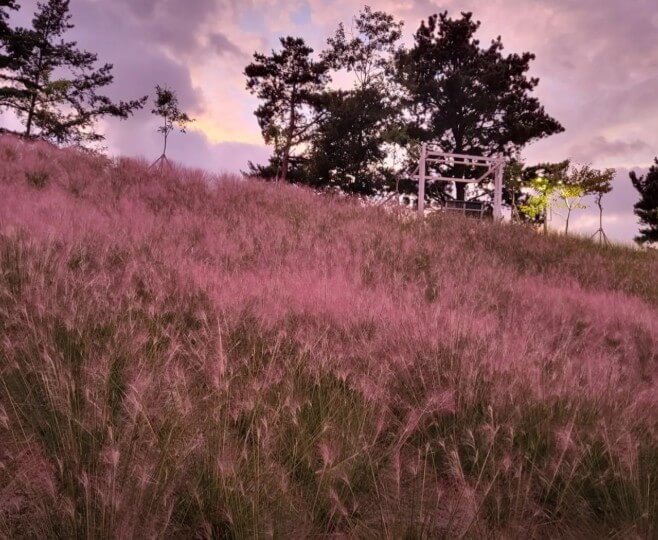 오늘N 핑크뮬리정원 전경