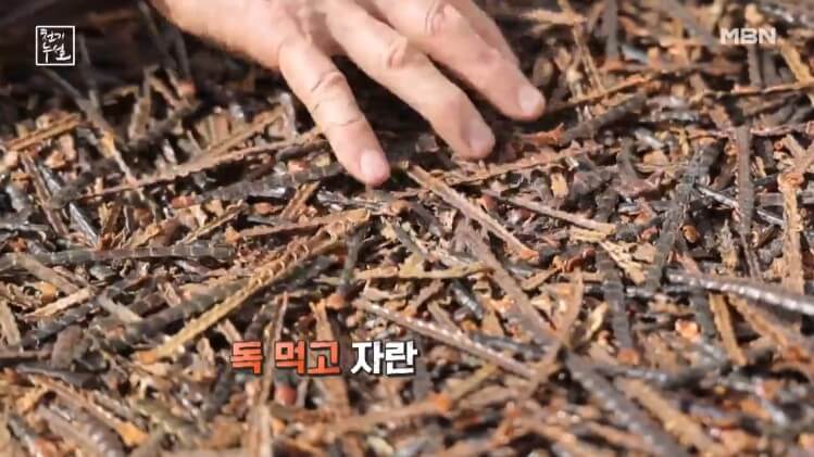 천기누설 지네먹인 독한 닭이 먹은 지네