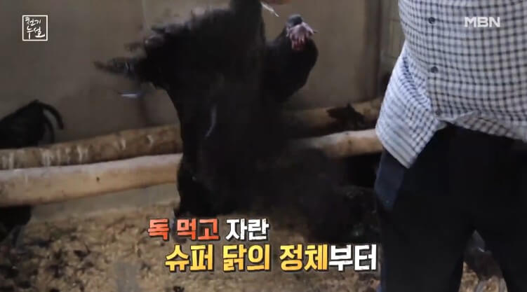 천기누설 지네먹인 독한 닭 오골계