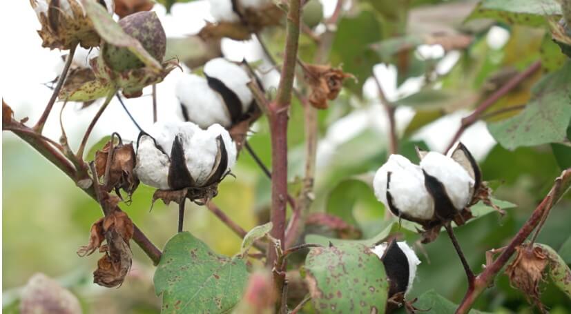 한국기행 곳간채우는날 경남 함양 목화솜의 원료인 목화