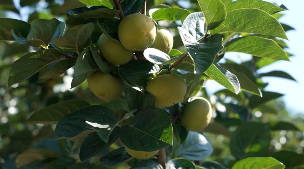한국기행 곳간채우는날 전남 구례 감이 감나무에 열린 모습