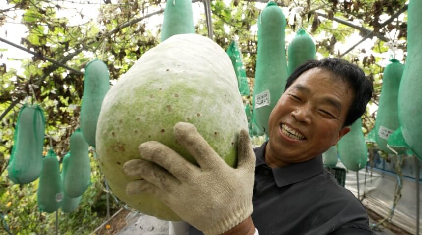 한국기행 곳간채우는날 충남 천안 동과를 따는 모습