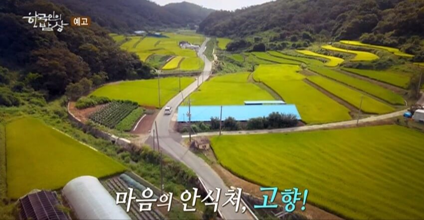 한국인의 밥상 죽산마을 백세미가 자라는 논