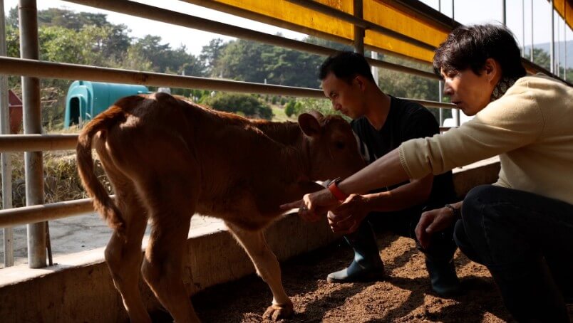 한국인의밥상 보령 한우농장에서 송아지를 돌보는 모습