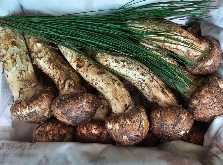 금방 캔 극한직업 송이버섯