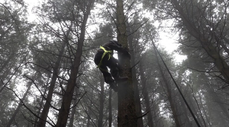 극한직업 잣 채취 장면