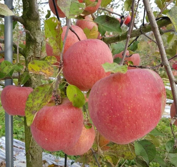 동네한바퀴 밀양 얼음골의 맥가이버사과농부 고택펜션의 사과