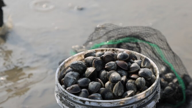 동네한바퀴 영종도 마시안마을 조개한상 갯벌에서 방금 잡은 조개