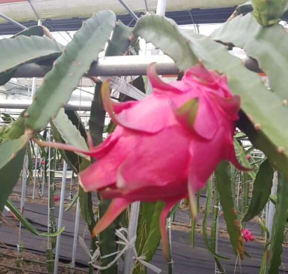 동네한바퀴 홍용과농장 제주 잘 익은 홍용과