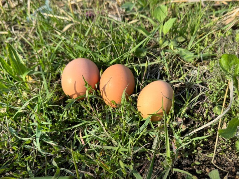 천기누설 흰색노른자달걀 3개