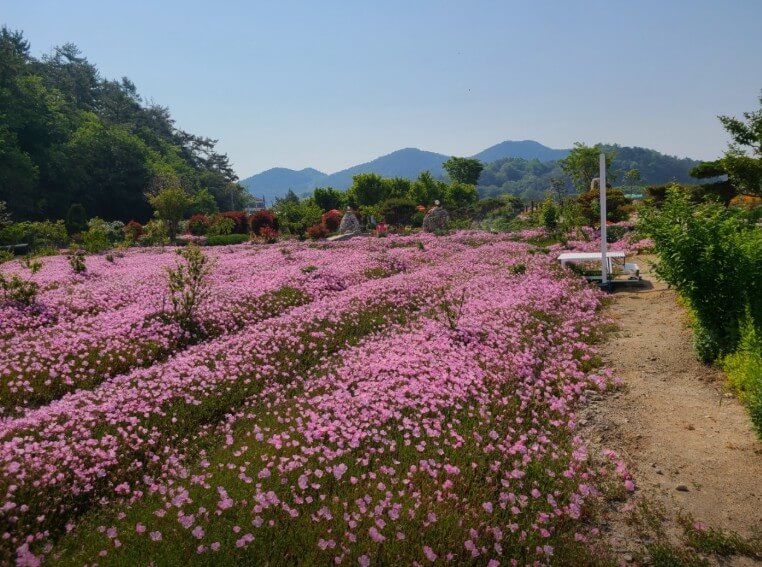 한국기행 반짝 열려요 전남 순천 정원 핑크뮬리
