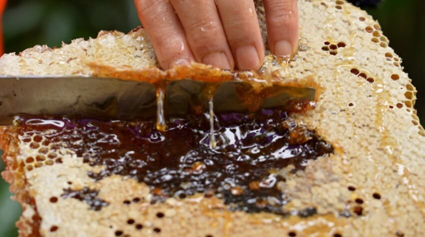 한국기행 반짝열려요 강원 양양 토종꿀 송이버섯 토종꿀 채취현장