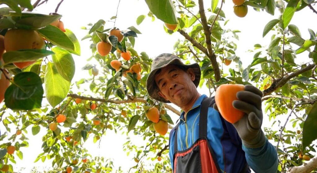 한국기행 오색빛 찬란한 가을입니다 경남 하동 대봉감 따는 모습