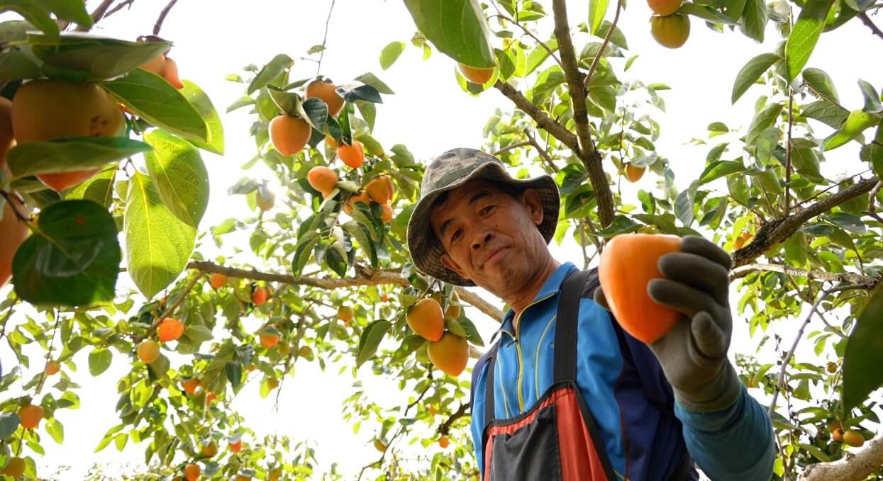 한국기행 오색빛 찬란한 가을입니다 경남 하동 대봉감 따는 모습