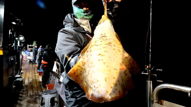 한국인의밥상 영덕 무늬오징어를 잡아 올린 모습