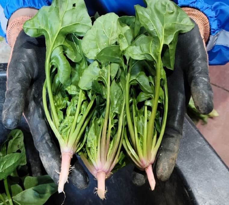 6시내고향 사천 시금치 수확한 모습