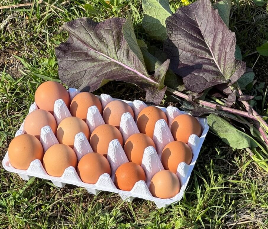 6시내고향 연천 산골부자 유정란 달걀울 달걀판에 담은 모습