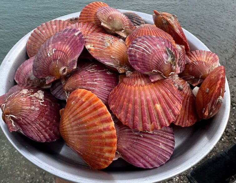 생생정보 홍가리비 수확의 달인 방금 채집한 홍가리비