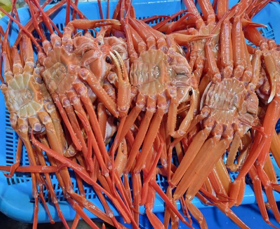 한국기행 지금 이순간 화양연화 강원 강릉 홍게 10마리