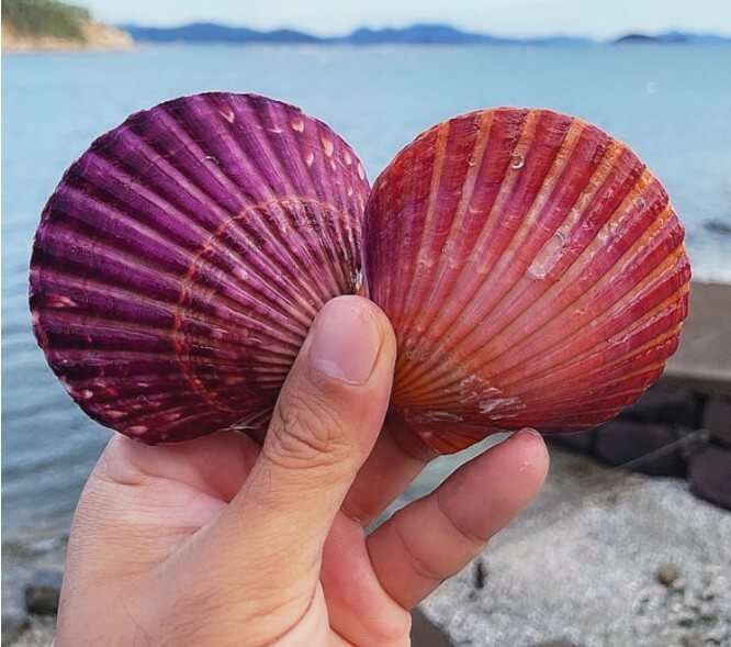 6시내고향 고성 청년어부 부부 홍가리비