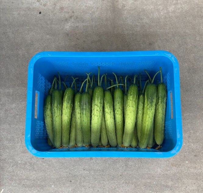 6시내고향 상주 오이