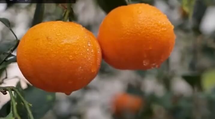 6시내고향 장성 레드향