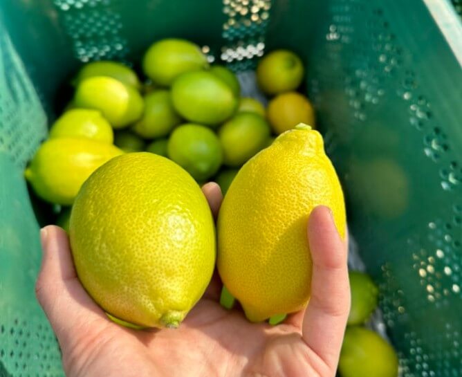 6시내고향 장성 레몬