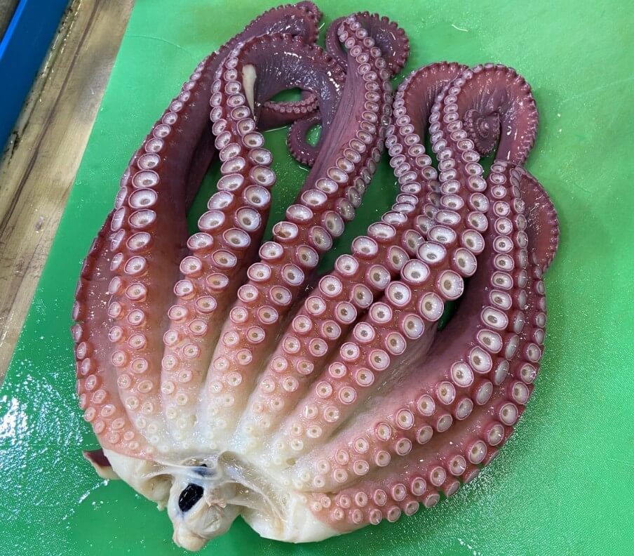 6시내고향 주문진수산시장 문어