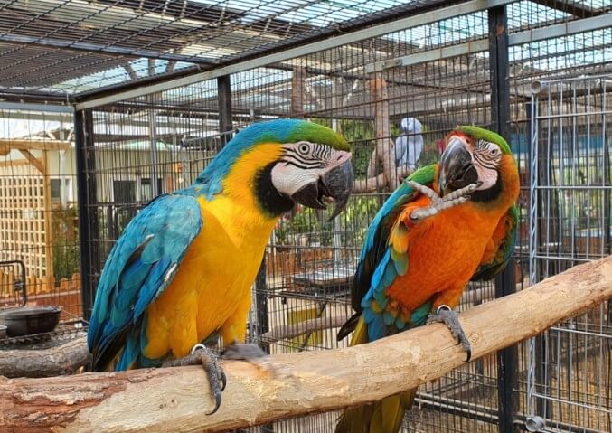 6시내고향 홍성 앵무새농장 체험