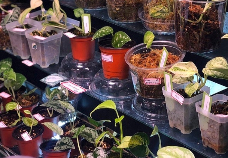 생생정보 희귀식물 분양 방송에 소개된 몬스테라 알보와 다양한 희귀 관엽식물